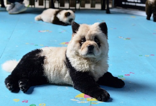 Insolite : Café à animaux