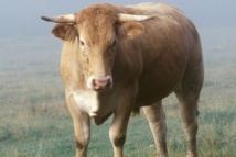 Insolite : Justice pour Jerry Insolite : Justice pour Jerry