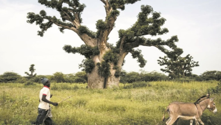 Au Sénégal, les baobabs ploient sous la pression des cimentiers Au Sénégal, les baobabs ploient sous la pression des cimentiers