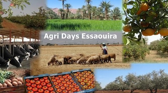 Les produits du terroir et de l'élevage à l'honneur au Salon “Agri Days Essaouira”, du 8 au 10 novembre