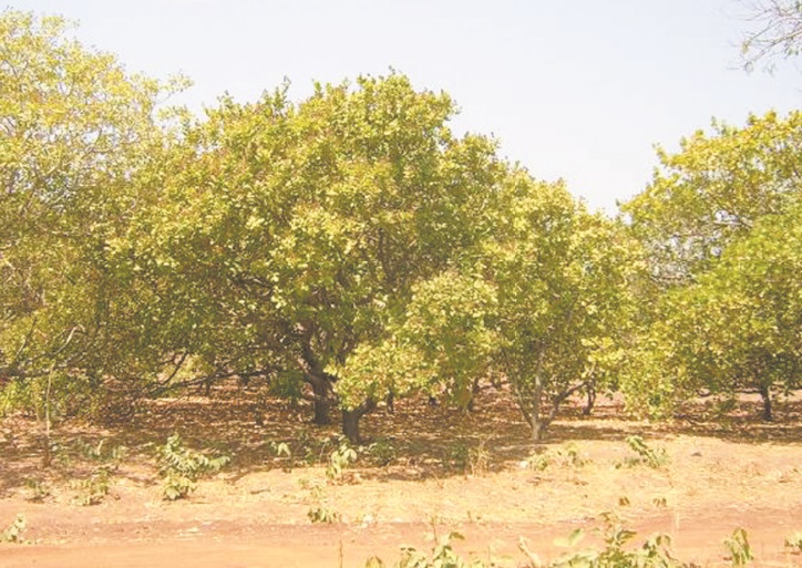 Concilier exportation d’anacarde et sécurité alimentaire au Ghana