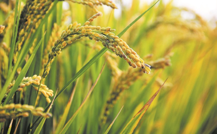 Révision à la baisse de la production mondiale de céréales en 2019