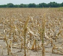Le SIAM entame ses préparatifs dans un contexte morose : La saison agricole joue son va-tout cette semaine Le SIAM entame ses préparatifs dans un contexte morose : La saison agricole joue son va-tout cette semaine