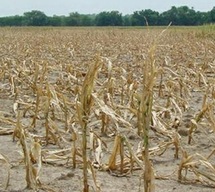 Le SIAM entame ses préparatifs dans un contexte morose :  La saison agricole joue son va-tout cette semaine