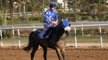 Le cheval Rajeh remporte le GP de S.M le Roi Mohammed VI du pur-sang arabe