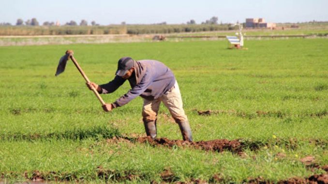 La résilience de l'agriculture paysanne face aux changements climatiques