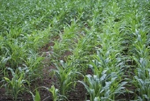 Bonne nouvelle pour l'agriculture printanière : Retour des pluies à partir du 13 avril Bonne nouvelle pour l'agriculture printanière : Retour des pluies à partir du 13 avril
