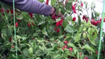 Sous la neige en Serbie, les piments les plus forts du monde