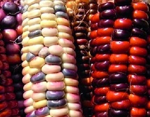 Les moisissures, un fléau pour les récoltes et la biodiversité Les moisissures, un fléau pour les récoltes et la biodiversité
