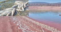 Scandale écologique au barrage Ahmed El-Hansali