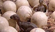 Les œufs à l'origine de l'extinction des dinosaures Les œufs à l'origine de l'extinction des dinosaures