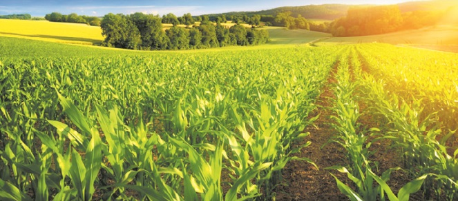 Spécial fin d'année : Le Plan Maroc Vert au chevet de l'agriculture