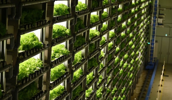 Les “usines à légumes” en ville pour remplacer la campagne au Japon