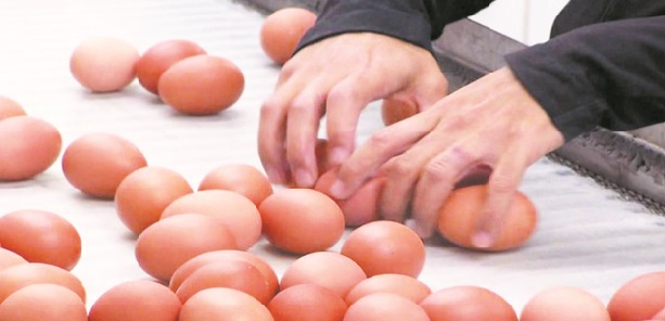 La 12ème Journée nationale de l’œuf prévue le 18 janvier à Azilal