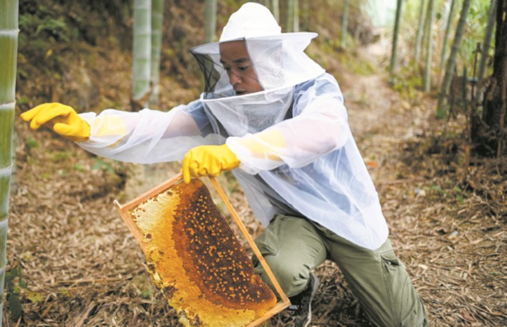 Avec la vidéo en ligne, des paysans chinois font leur miel Avec la vidéo en ligne, des paysans chinois font leur miel