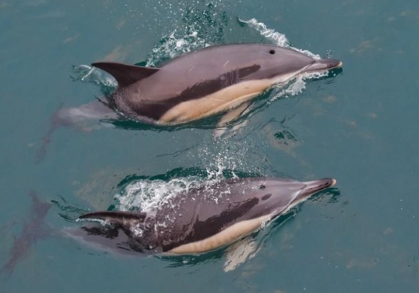 Les dauphins, victimes de captures accidentelles dans le golfe de Gascogne