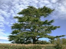 Reportage : Guerre sans merci entre prédateurs et super-prédateurs Reportage : Guerre sans merci entre prédateurs et super-prédateurs