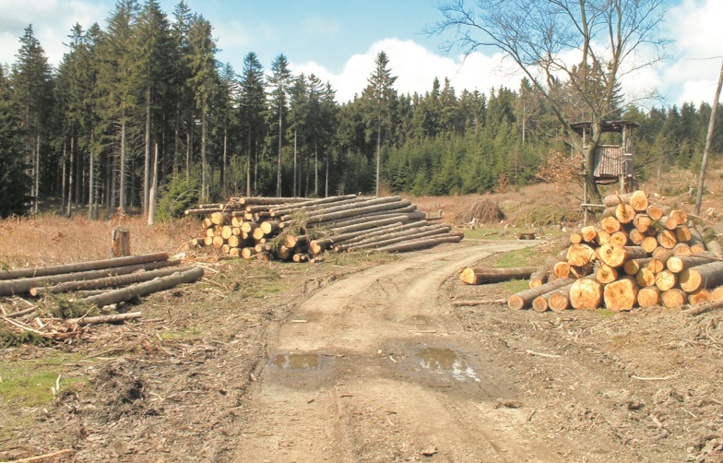 La forêt et le nouveau modèle de développement La forêt et le nouveau modèle de développement