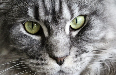 Insolite : Le chat fugueur Insolite : Le chat fugueur