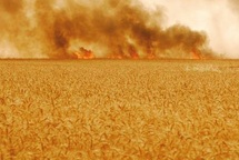 Le feu consume des champs à Safi et des forêts au Nord : Vague de chaleur et incendies font des ravages Le feu consume des champs à Safi et des forêts au Nord : Vague de chaleur et incendies font des ravages