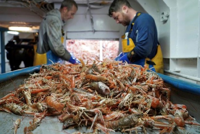 Les pêcheurs britanniques espèrent de meilleures prises grâce au Brexit