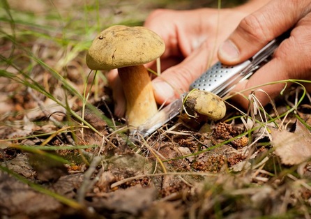 Insolite : Condamnés pour avoir cueilli trop de champignons
