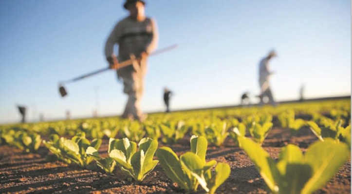 Agriculture et développement rural au Maroc