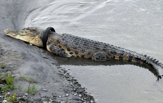 Insolite :  Venir en aide à un crocodile