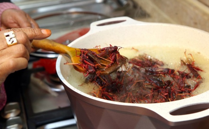 Le criquet, un mets fin à la table des Koweïtiens Le criquet, un mets fin à la table des Koweïtiens