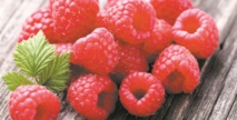 Ouverture du marché des Etats-Unis à la framboise marocaine
