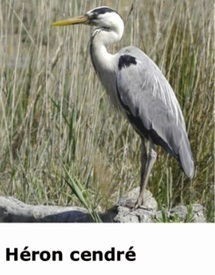 Lac Ksar Jdid à Errachidia, une richesse naturelle et écologique Lac Ksar Jdid à Errachidia, une richesse naturelle et écologique