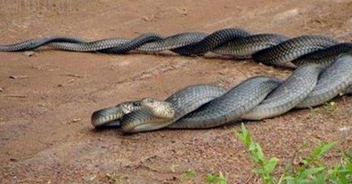 Insolite : Accouplement de serpents