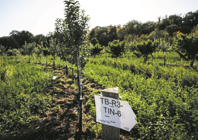 L’agroécologie, mille définitions pour une agriculture plus propre