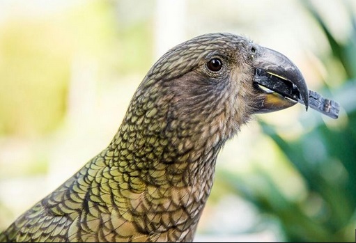 Des perroquets de Nouvelle-Zélande ne prennent pas leurs décisions à la légère