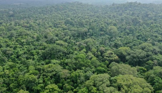 Les forêts tropicales risquent d’émettre plus de CO2 Les forêts tropicales risquent d’émettre plus de CO2