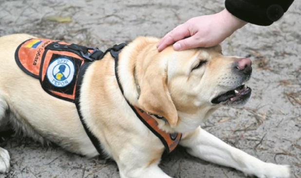 Des chiens pour soigner le stress post-traumatique des soldats