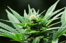 Dépénalisation du cannabis en France : L’herbe qui embarrasse le gouvernement Dépénalisation du cannabis en France : L’herbe qui embarrasse le gouvernement