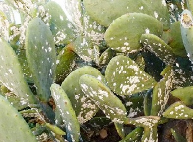Traitement de plus de 650 hectares de cactus infestés par la cochenille