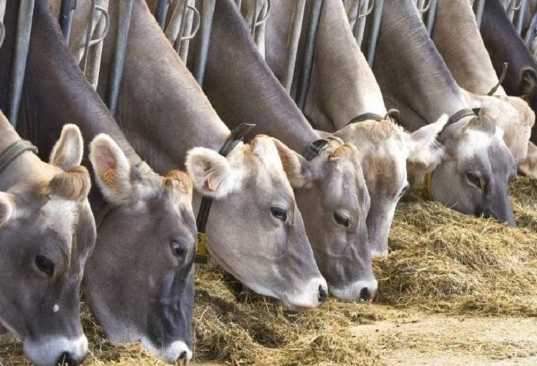 Le déploiement du programme spécifique de sauvegarde du cheptel démarre ce vendredi