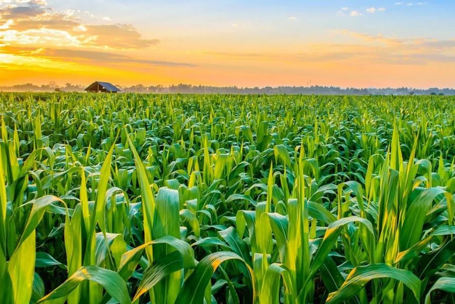 Les effets du COVID-19 sur l’alimentation et l’agriculture à l’échelle mondiale