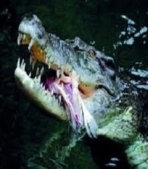 L'Australie envisage des safaris payants pour tuer des crocodiles L'Australie envisage des safaris payants pour tuer des crocodiles