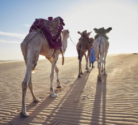 Caravane médicale au profit des éleveurs nomades d’Aousserd