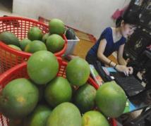 Au Vietnam, les entrepreneurs cherchent fortune en ligne Au Vietnam, les entrepreneurs cherchent fortune en ligne