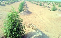 Laâyoune : Projets pour la protection de l’environnement