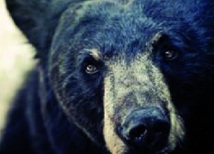 L’ours noir sait-il compter ? L’ours noir sait-il compter ?