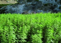 La résine commence à perdre une part de marché au profit de l'herbe cultivée : Le Maroc, premier pourvoyeur de cannabis vers l'Europe La résine commence à perdre une part de marché au profit de l'herbe cultivée : Le Maroc, premier pourvoyeur de cannabis vers l'Europe
