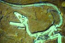 La découverte d'un bébé dinosaure remet en cause l'origine des plumes La découverte d'un bébé dinosaure remet en cause l'origine des plumes