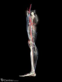 Des jambes biomécaniques font avancer la robotique à pas de géant Des jambes biomécaniques font avancer la robotique à pas de géant