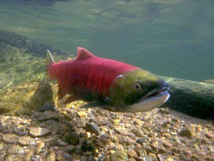 Le saumon rouge en déclin dans  le Pacifique nord-américain