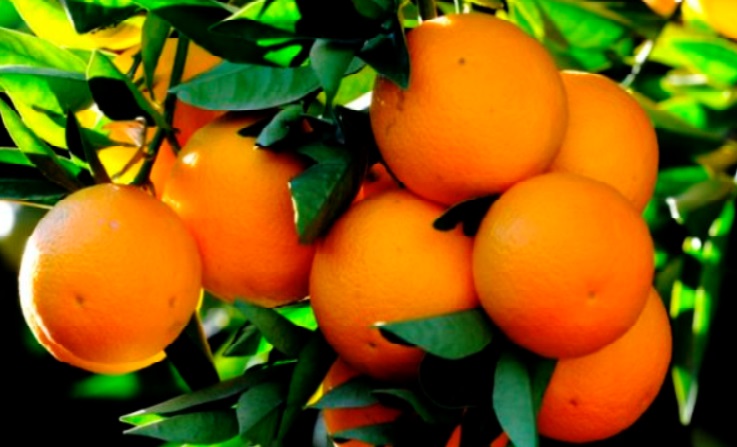Les produits agricoles alimentaires et de la pêche maritime affichent de bonnes performances à l’export Les produits agricoles alimentaires et de la pêche maritime affichent de bonnes performances à l’export